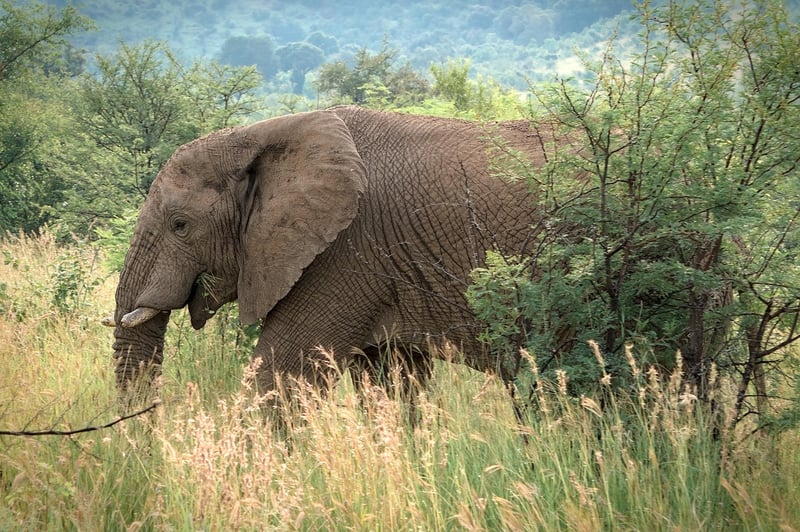 Wildlife Photography